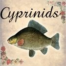 Cyprinids