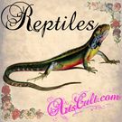 Reptiles & Amphibias