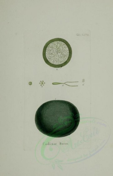 algae-00042 - codium bursa [2419x3767]
