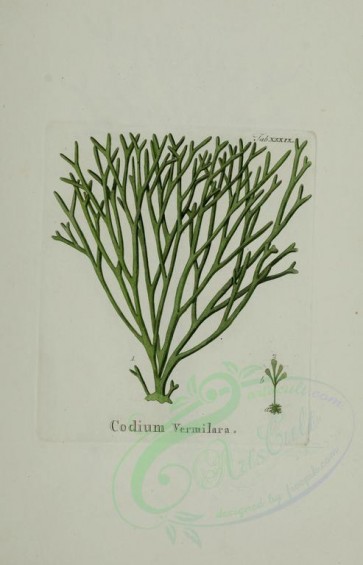 algae-00046 - codium vermilara [2419x3767]