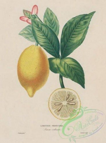 antilles_flora-00057 - 020-Lemon