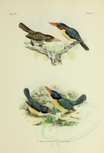 birds-01215 - Banded Kingfisher, dacelo melanops [2571x3780]