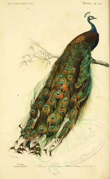 birds-04592 - Common Peafowl [2210x3578]