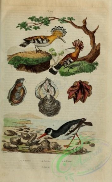 birds-12756 - Hoopoe, Eurasian oystercatcher [2238x3623]