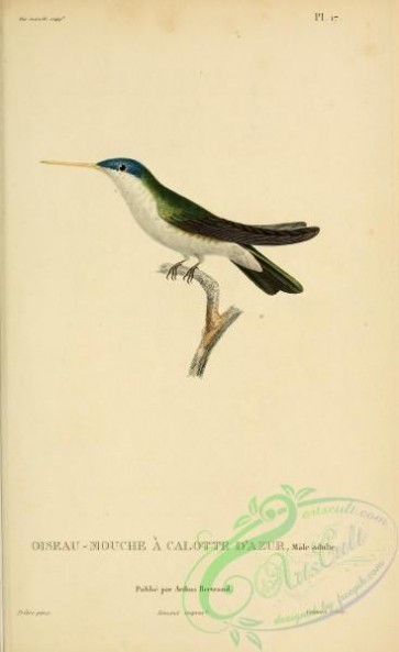 birds-14842 - ornismya cyanocephala [2197x3587]