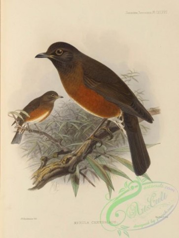 birds-17552 - merula chrysolaus [2768x3673]