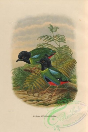 birds-17743 - pitta atricapilla [3794x5712]