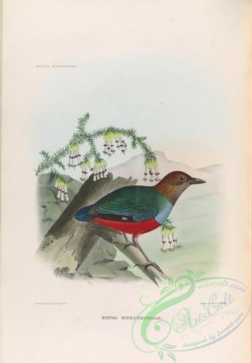 birds-17759 - pitta rufiventris [3950x5672]