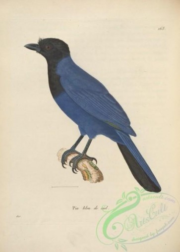 birds-19998 - corvus azureus [4901x6865]