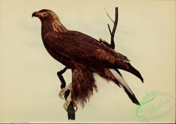 birds-26135 - Golden Eagle [4622x3264]