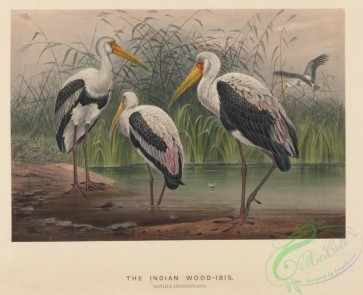 birds-42416 - Indian Wood-Ibis, tantalus leucocephalus
