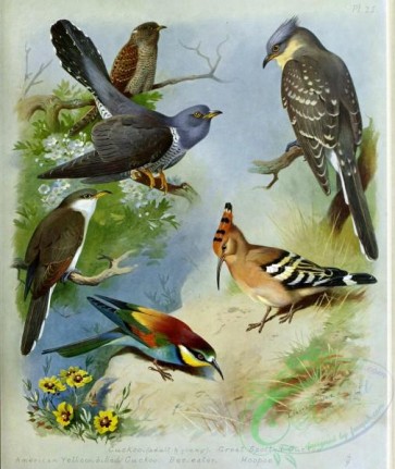 birds_by_thorburn-00044 - Cuckoo, American Yellow-billed Cuckoo, Bee-eater, Hoopoe, Great Spotted Cuckoo