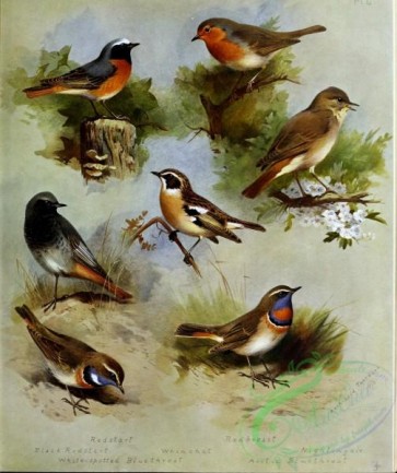 birds_by_thorburn-00071 - Redstart, Black Redstart, Whinchat, White-spotted Bluethroat, Redbreast, Nightingale, Arctic Bluethroat