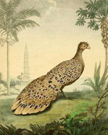 birds_full_color-00254 - Peacock Pheasant, pavo bicalcaratus