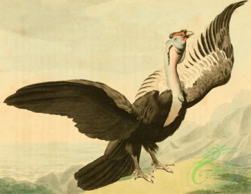 birds_full_color-01384 - Condor, vultur gryphus