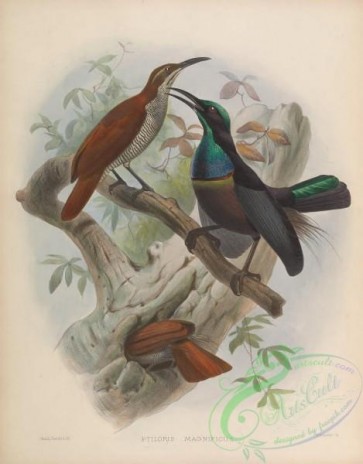birds_of_paradise-00082 - Magnificent Riflebird