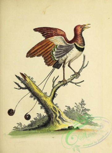 birds_of_paradise-00274 - 111-Supposed King of the greater Bird of Paradise, manucodiata rex