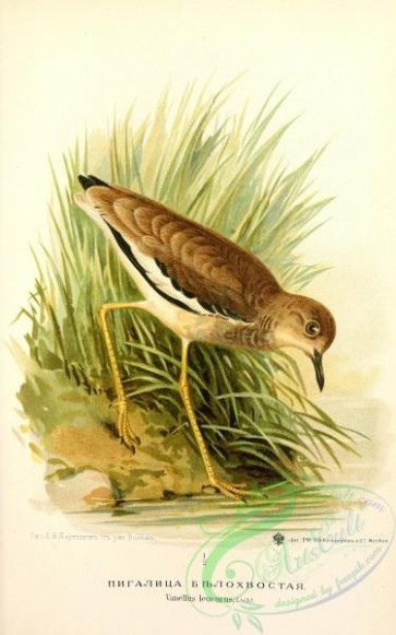 birds_of_russia-00103 - White-tailed Lapwing, vanellus leucurus