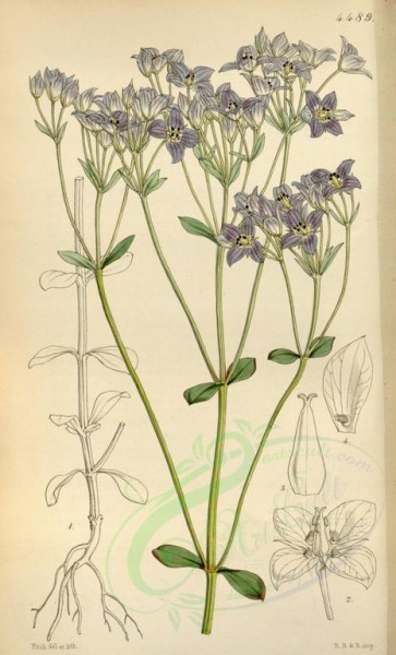 blue_flowers-00294 - 4489-ophelia corymbosa, Corymbose Ophelia [2112x3482]