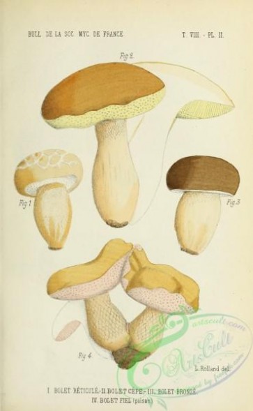 boletus-00453 - boletus reticulatus, boletus edulis, boletus aereus, boletus felleus