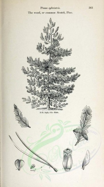 botanical-03521 - black-and-white 044-Wood or Common Scotch Pine, pinus sylvestris