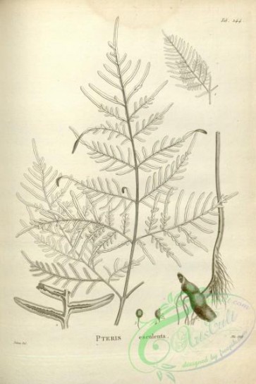 botanical-17631 - black-and-white 196-pteris esculenta