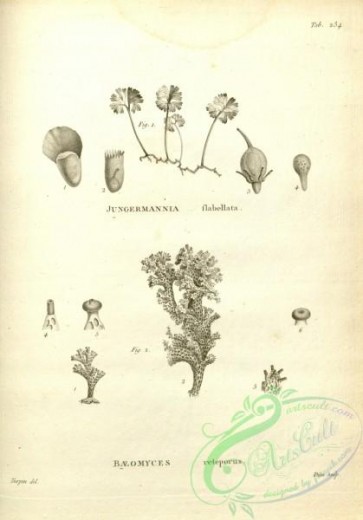 botanical-17640 - black-and-white 205-baeomyces reteporus