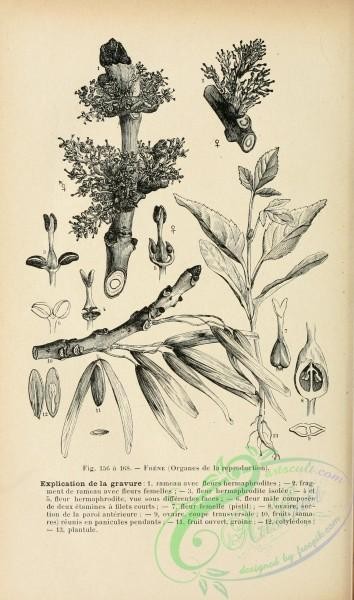 botanical-19240 - black-and-white 014-Ash