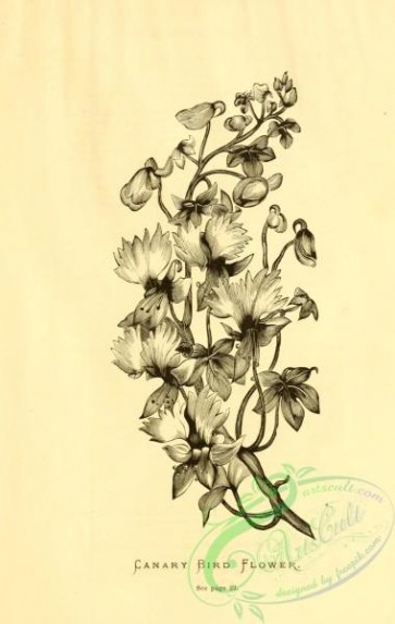 botanical-20405 - black-and-white 287-Canary Bird Flower