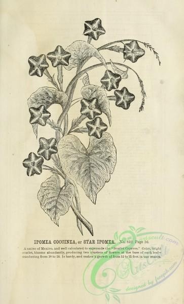 botanical-20567 - black-and-white 099-Ipomea COccinea or Star Ipomea