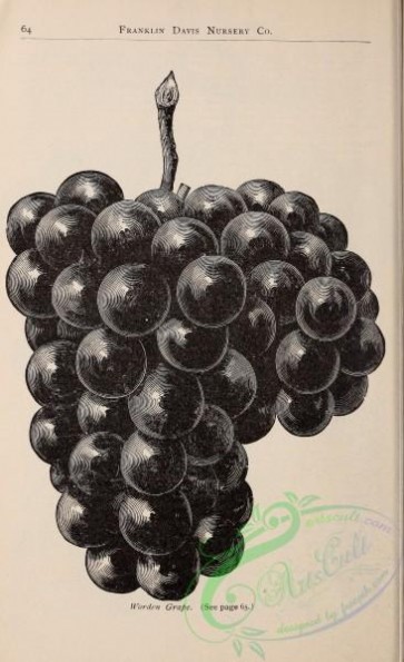 botanical-21422 - black-and-white 061-Grape