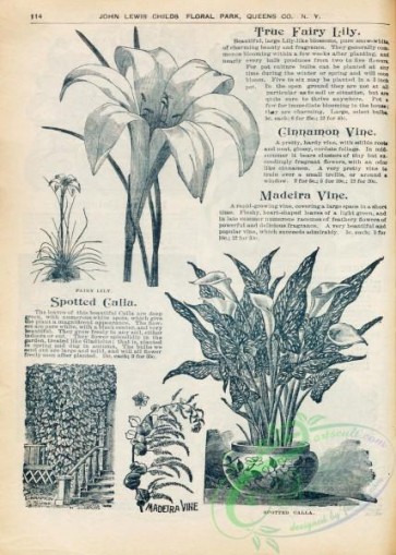 botanical-22127 - black-and-white 113-Calla