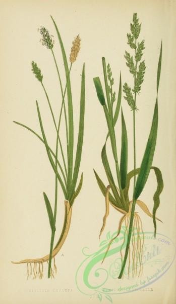 british_grasses-00005 - Blue Moor-Grass, sesleria caerulea, Loose Panick Grass, panicum crus-galli