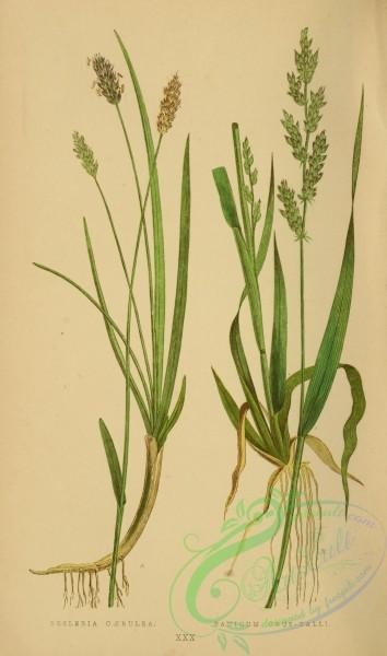 british_grasses-00175 - sesleria caerulea, panicum crus-galli