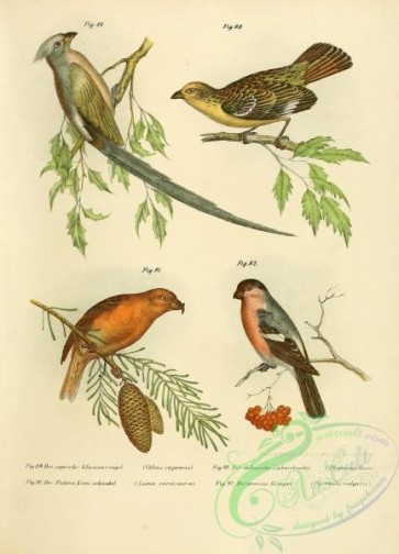 bullfinches-00001 - colius capensis, Rufous-tailed Plantcutter, Red or South Hills Crossbill, Bullfinch