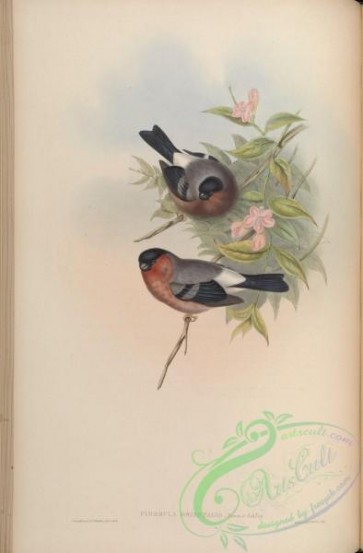 bullfinches-00018 - Oriental Bullfinch