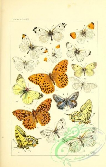 butterflies-19132 - 002