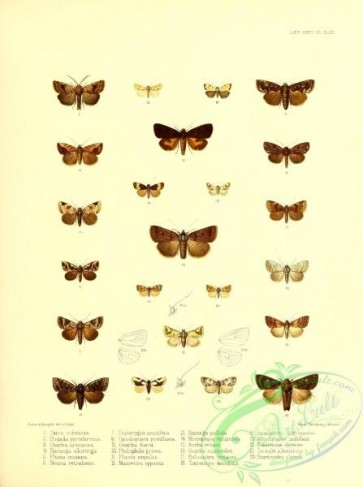 butterflies-21985 - 079