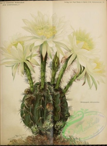 cacti_flowers-00230 - echinopsis obrepandus [2510x3411]