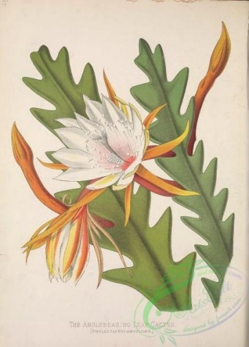 cacti_flowers-00453 - Anglebearing Leaf-Cactus, phyllocactus anguliger [3170x4399]