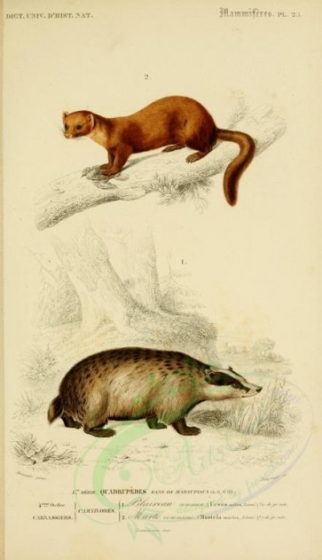 carnivores_mammals-00010 - Badger, Pine marten [2118x3677]