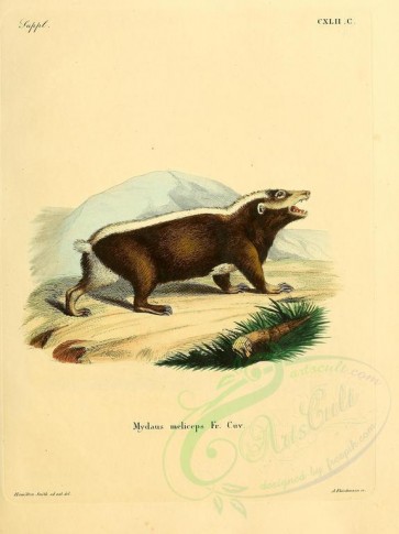 carnivores_mammals-00077 - Sunda Stink Badger [2304x3074]