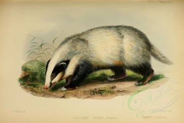 carnivores_mammals-00091 - Hog Badger [3406x2285]
