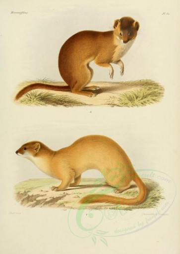 carnivores_mammals-00103 - Siberian weasel (fontainerii), Mountain weasel [2479x3486]