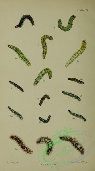 caterpillars-00250 - 002