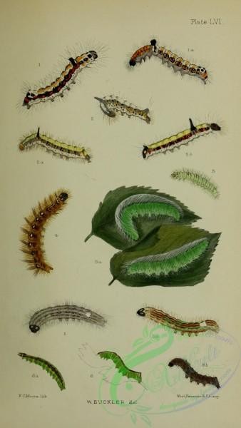 caterpillars-00251 - 003