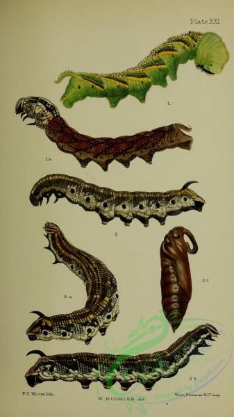 caterpillars-00362 - 114