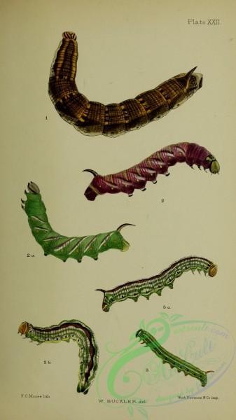 caterpillars-00363 - 115
