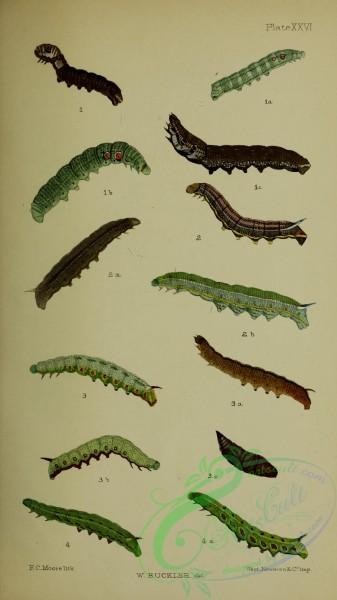caterpillars-00367 - 119