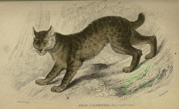 cats-00005 - Canada Lynx [3586x2182]